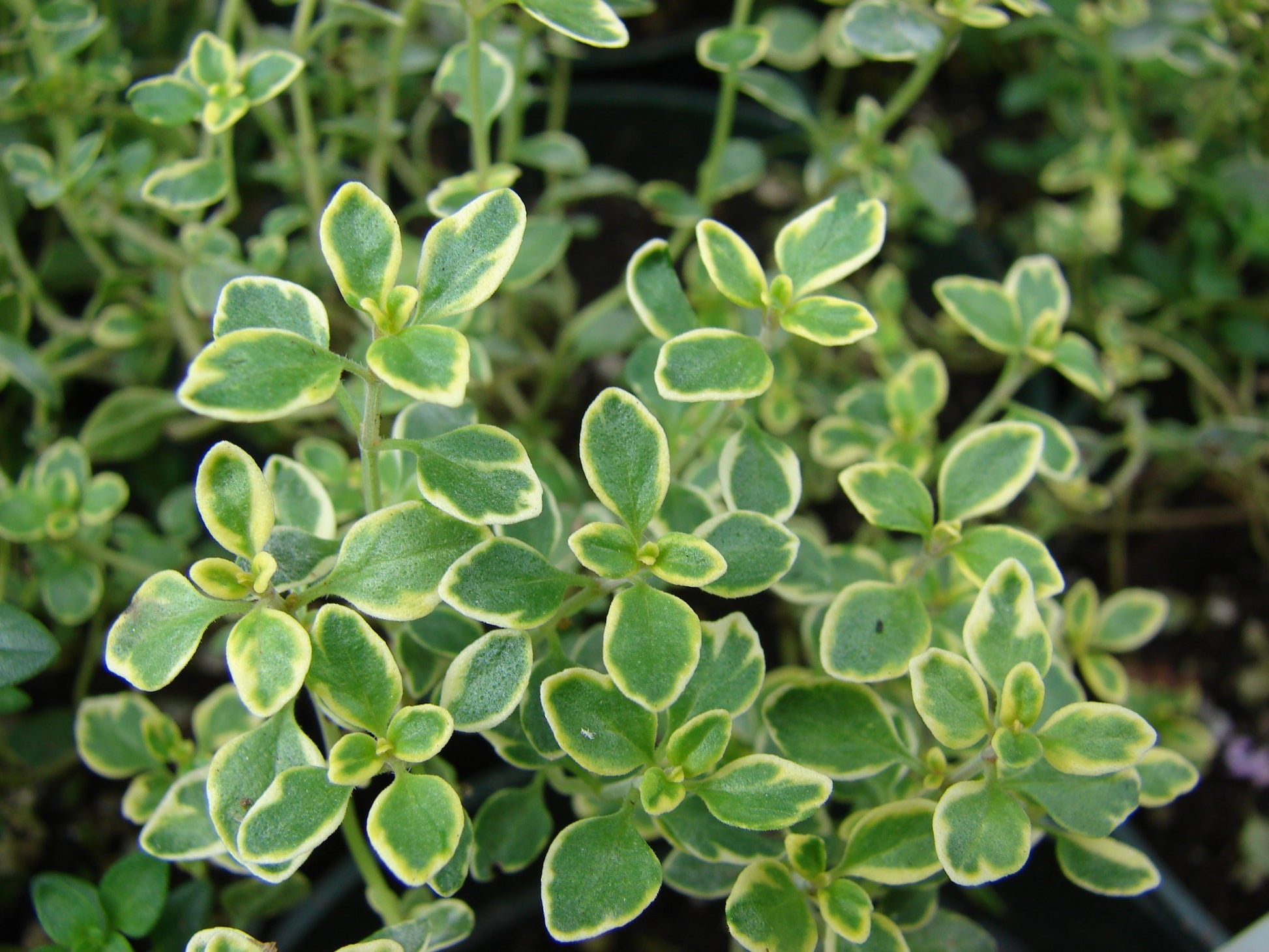 Thymus citriodorus herb seeds suitable for raised beds and containers.