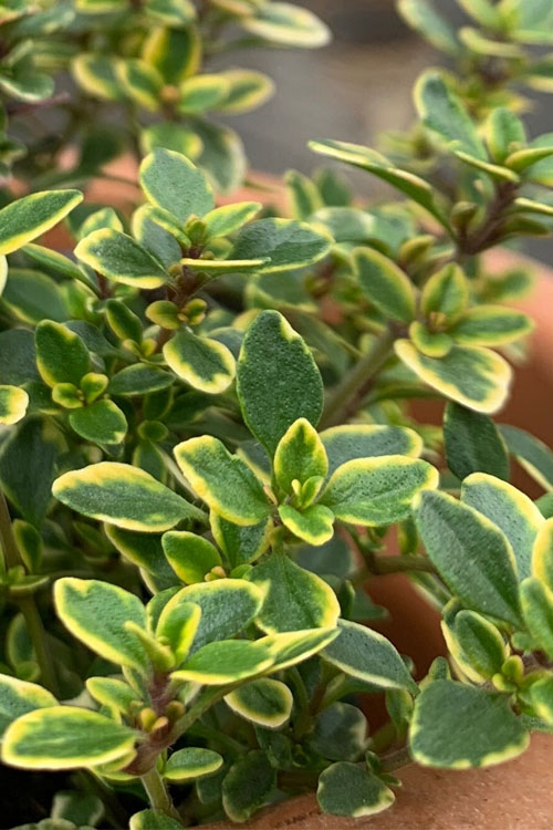 Thymus citriodorus herb seeds suitable for raised beds and containers.