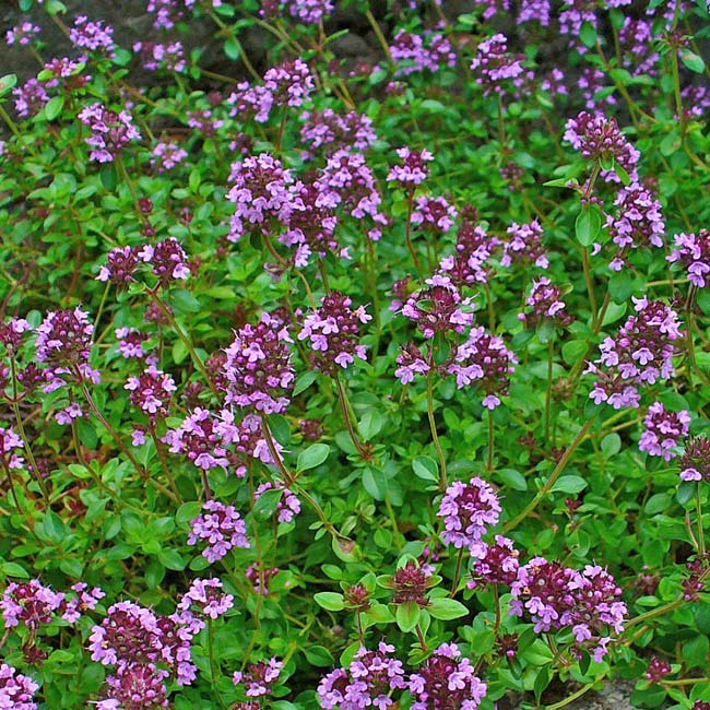 Thymus serpyllum herb flower seeds suitable for rock gardens, borders, and containers.