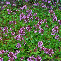 Thymus serpyllum herb flower seeds suitable for rock gardens, borders, and containers.