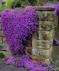 Thymus serpyllum herb seeds suitable for pathways, borders, and containers.
