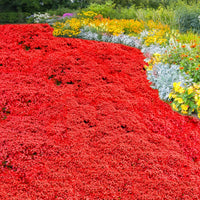 Thymus serpyllum 'Magic Red' seeds for ornamental herb gardens and raised beds.