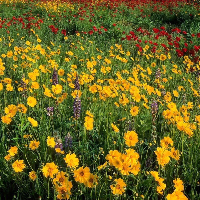 Deer-Resistant Wildflower Seeds – Colorful Mixed Blooms for Natural Gardens