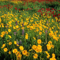 Deer-Resistant Wildflower Seeds – Colorful Mixed Blooms for Natural Gardens