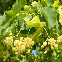 American Basswood Tree Seeds for Planting - Long Bloom Season, Heirloom & GMO Free Seeds for Home Garden