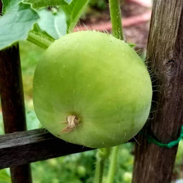 Tinda Indian Round Gourd seeds for planting in home gardens and raised beds.