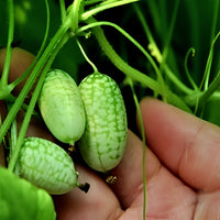 Tiny gherkin cucumber plants grown from Melothria Scabra seeds