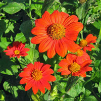 Tithonia rotundifolia orange flower seeds suitable for garden borders.