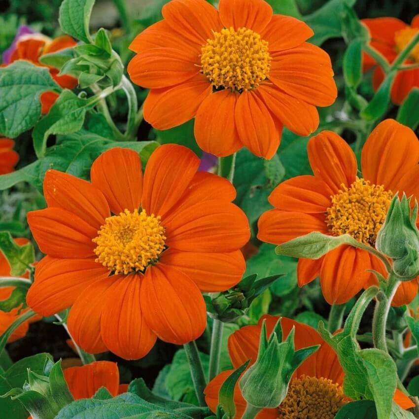 Tithonia Flower seeds for Planting Low Maintenance Heirloom & GMO Free Seeds for Home Garden