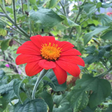 Red Mexican Sunflower Seeds for Bold Red Blooms