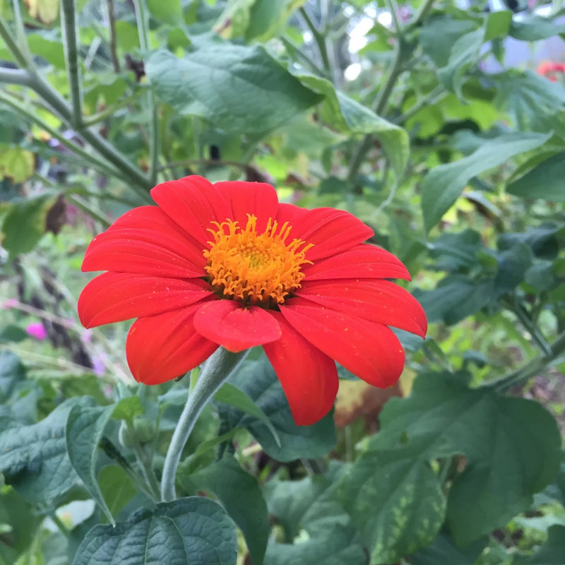 Red Mexican Sunflower Seeds for Bold Red Blooms