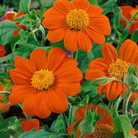 Mexican Flower seeds for Planting Seasonal Bloomer Heirloom & GMO Free Seeds for Home Garden