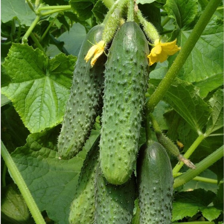 Titus F1 cucumber plants growing in a healthy home vegetable garden.