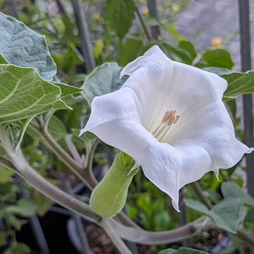 Toloache Wrightii Sacred Moonflower flower seeds for home garden planting