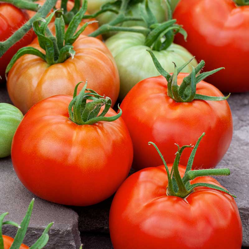 Tomato Seeds – Classic Garden Tomato Variety for Home Growing