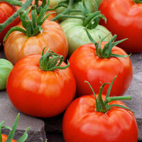 Tomato Seeds – Classic Garden Tomato Variety for Home Growing