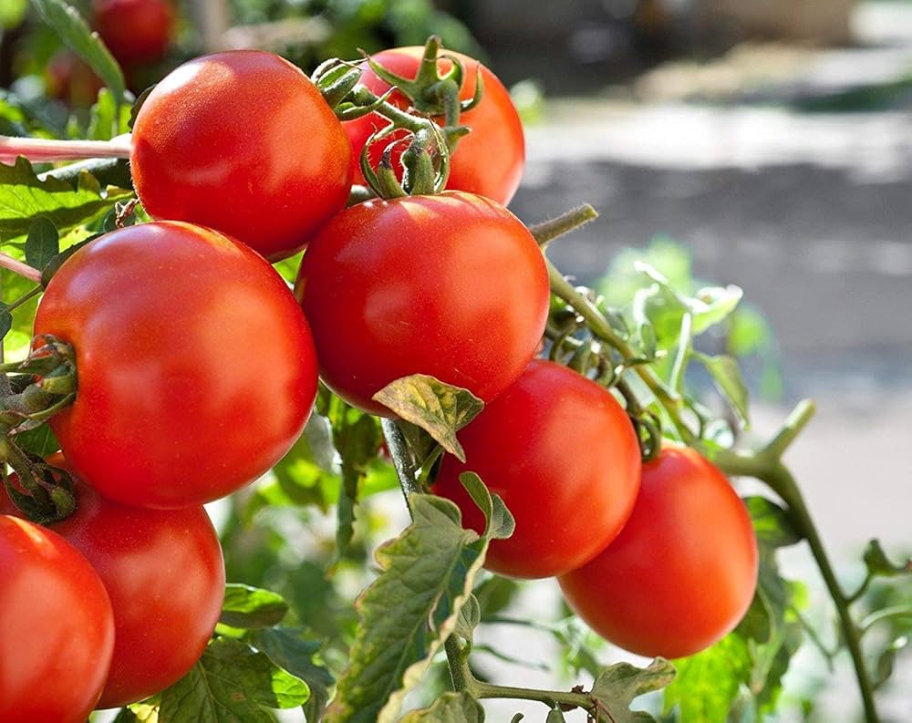Freshly harvested tomatoes from Solanum lycopersicum plants in home garden