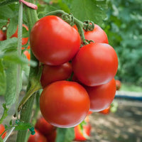 Tomato Plants Growing with Fresh Green and Red Fruits