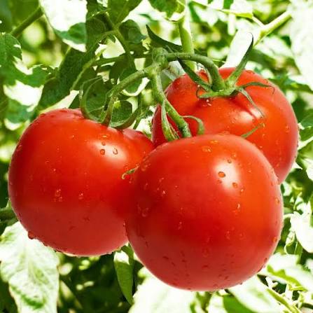 Tomato Seeds for Planting in a Home Vegetable Garden