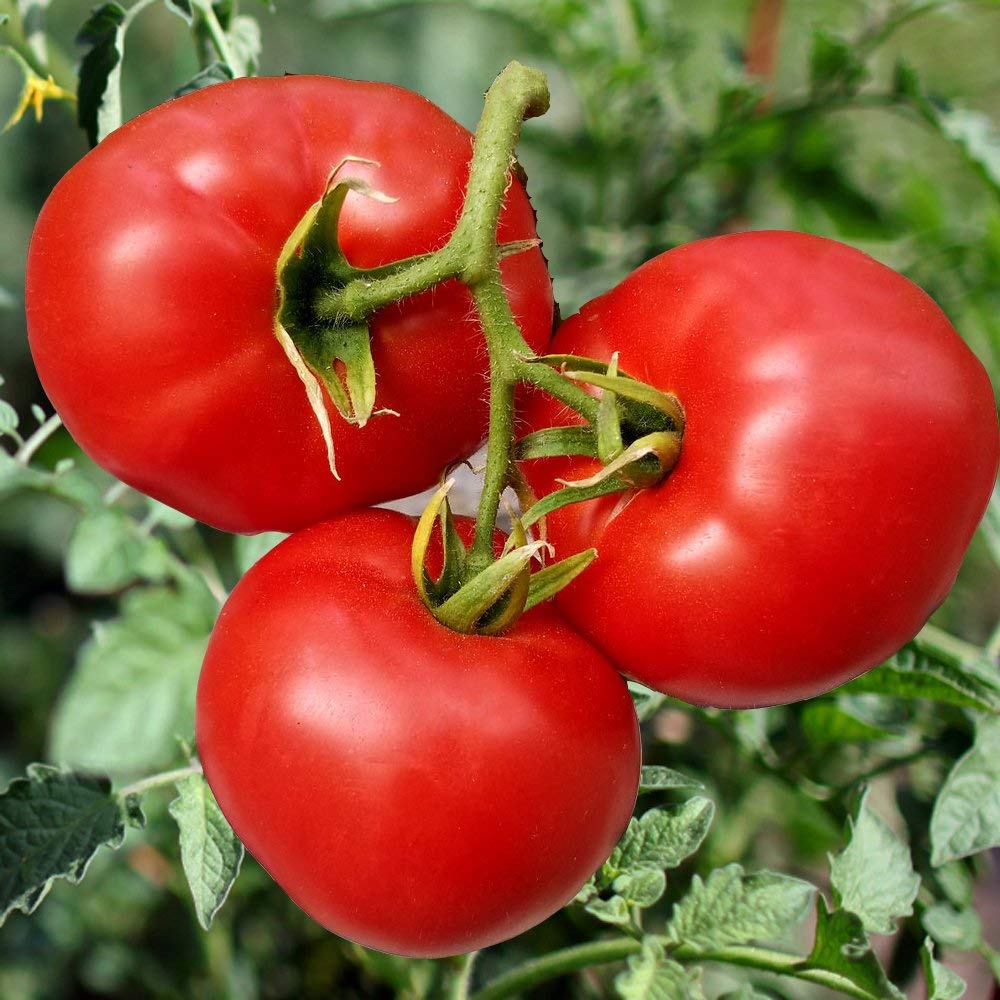 Organic tomato seeds sprouting young plants