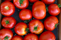 High germination Tomato Tree seeds for warm season planting