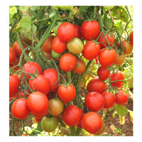 Mortgage Lifter Tomato Seeds Heirloom Garden Vegetable for Home Planting
