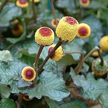 Toothache Plant Seeds – Spilanthes oleracea Red and Yellow Flower Variety