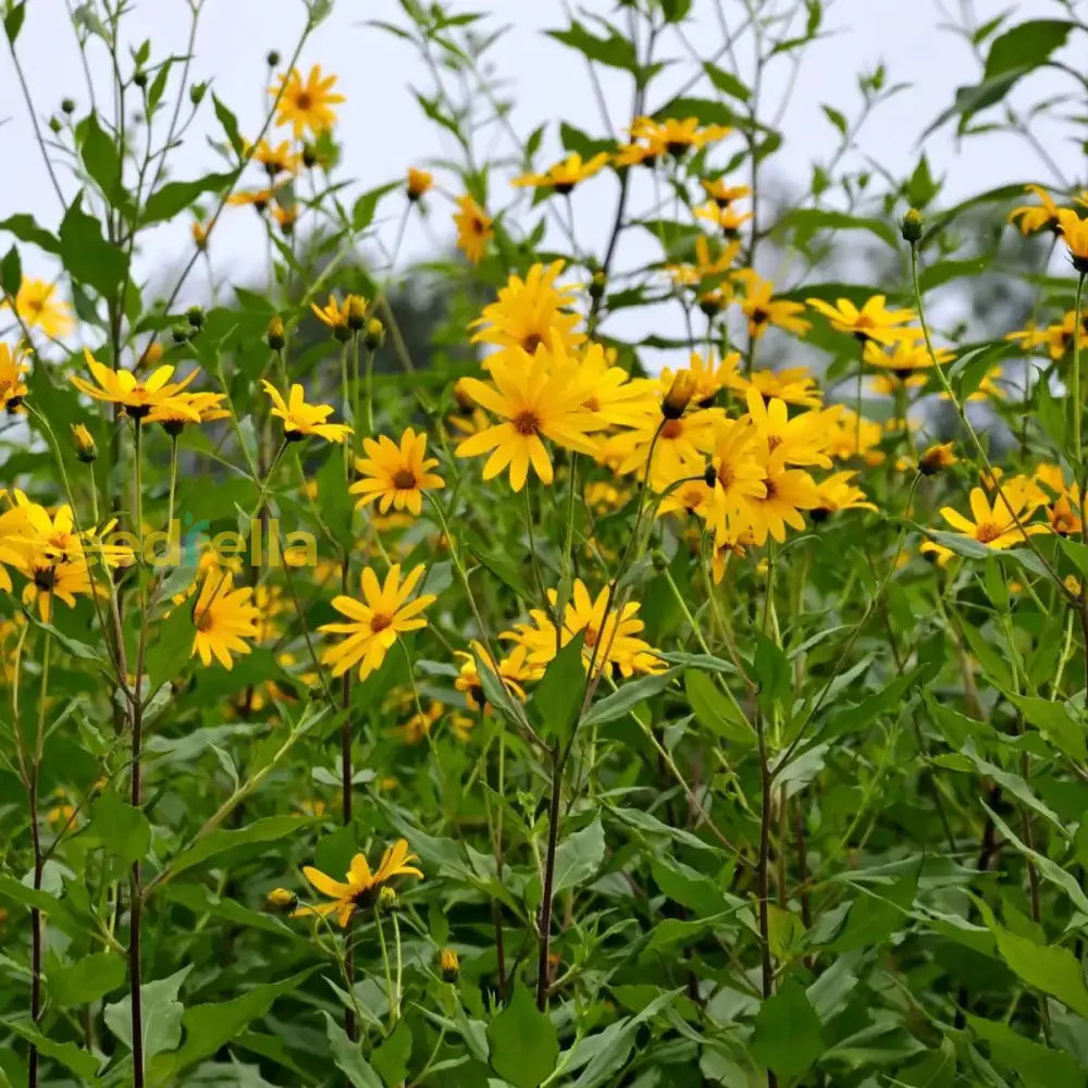 Topinambur Flower Seeds for Planting