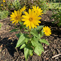Topinambur Jerusalem Artichoke flower seeds growing bright yellow blooms in a home garden