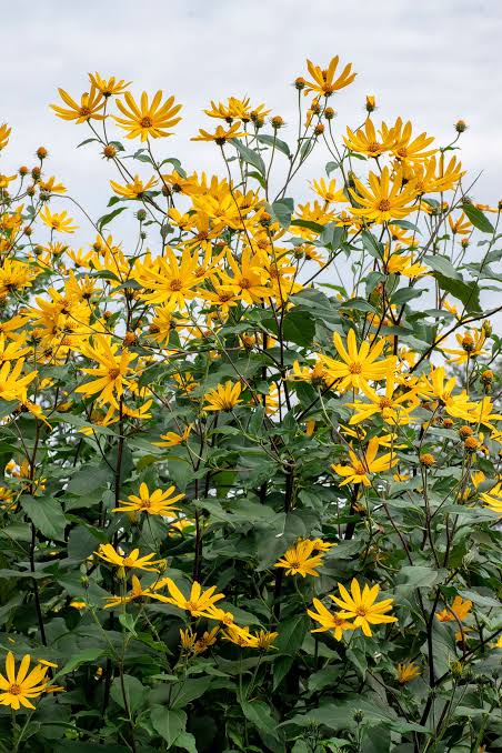 Golden Topinambur flowers adding color to garden borders and cottage landscapes
