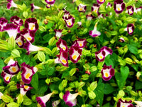 Torenia Kauai Flower Seeds for Planting