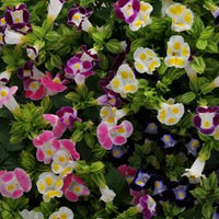Mixed Torenia flowers blooming in different colors in a garden setting.
