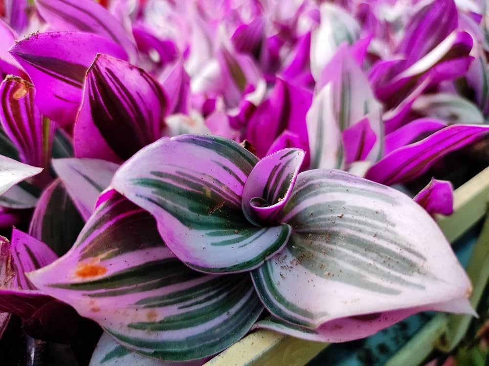 Colorful Tradescantia Nanouk Ornamental Plant