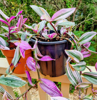 Tradescantia Nanouk Seeds for Planting