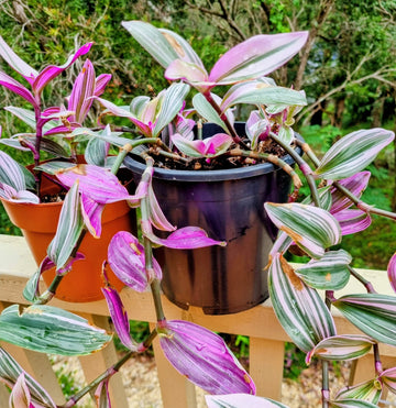 Tradescantia Nanouk Seeds for Planting