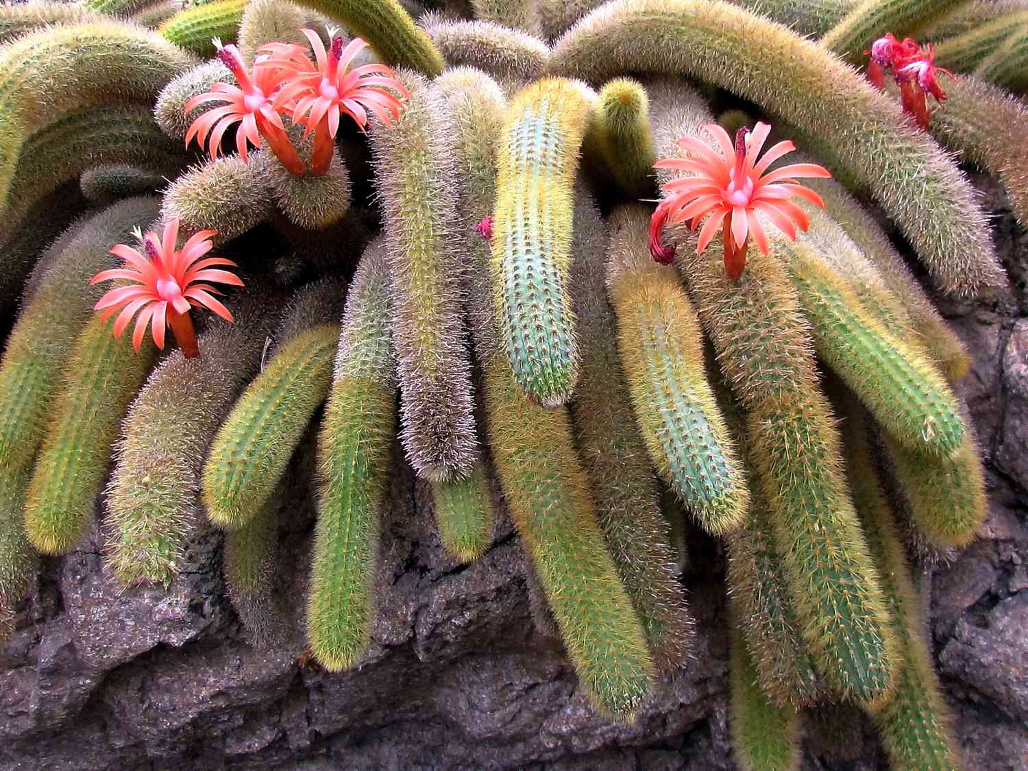 Monkey Tail Cactus live plant with trailing succulent stems in a decorative pot.