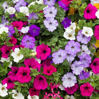 Trailing Petunia mixed flowers growing in hanging baskets and decorative containers