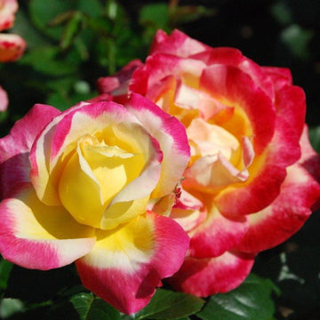 Tricolour Rose Standard Flower seeds for Planting - Colorful Display, Heirloom & GMO Free Seeds for Home Garden