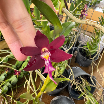 Trichoglottis Flower Seeds for Planting