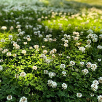 Four Leaf Clover ground cover growing in a garden bed
