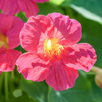 Dark (Dark Pink) seeds for planting in home garden