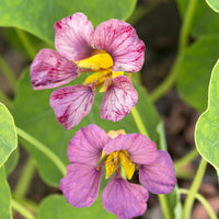 Tropaeolum Majus Pink Flower Seeds for Planting