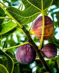 Tropical Black Mission fig tree grown from seeds