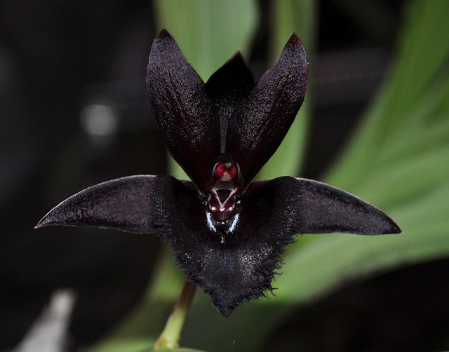 Tropical Black Orchid display for indoor and outdoor décor