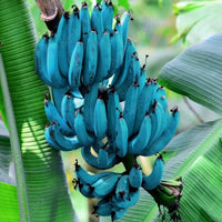 Blue Java banana fruit tree seeds for patios, containers, and outdoor landscapes