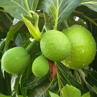 Healthy breadfruit tree enhancing an outdoor landscape.