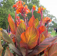Ornamental Canna Lily bulbs for landscape beds and borders.