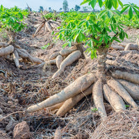 Healthy cassava plant with lush green foliage in an outdoor landscape.