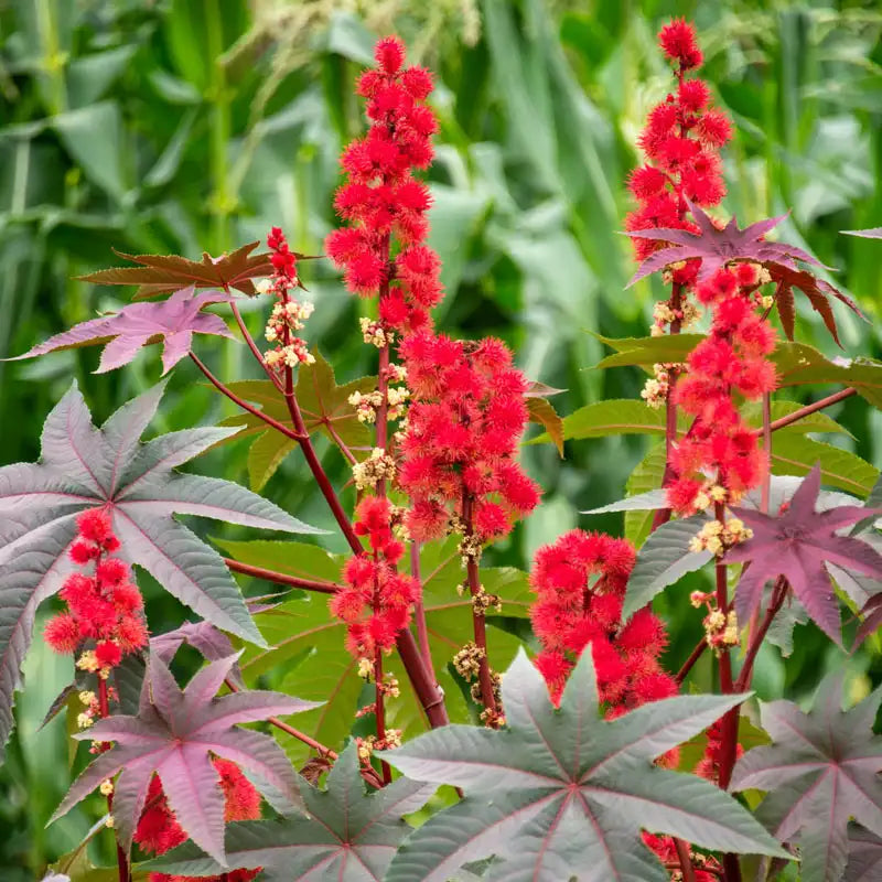 Tropical Castor Bean Plant Growing in Garden