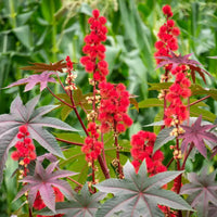 Tropical Castor Bean Plant Growing in Garden